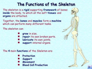 The skeleton is a rigid supporting framework of bones
inside the body, to which all the soft tissues and
organs are attached.
The Functions of the SkeletonThe Functions of the Skeleton
The skeleton can:
Together, the bones and muscles form a machine
which can perform many different tasks.
 grow in size.
 repair its own broken parts.
 lubricate its own joints.
 support internal organs.
 Protection
 Support
 Movement
 Blood Cell Production
The 4 main functions of the Skeleton are:
 