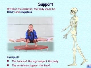 Without the skeleton, the body would be
flabby and shapeless.
Examples:
 The bones of the legs support the body.
 The vertebrae support the head.
SupportSupport
 