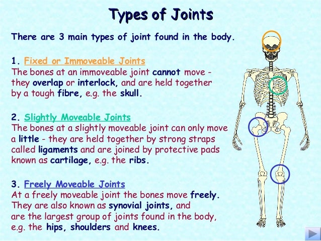 Skeletal system good