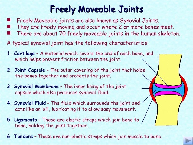 Skeletal system good