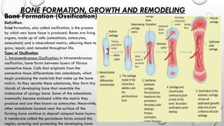 Comprehensive Overview of the Human Skeletal System: Structure ...