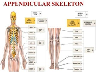 skeletal system II.ppt human anatomy and physiology b pharm I year | PPT