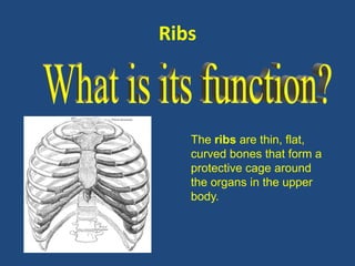 Ribs 
The ribs are thin, flat, 
curved bones that form a 
protective cage around 
the organs in the upper 
body. 
 