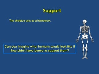 Support 
The skeleton acts as a framework. 
Can you imagine what humans would look like if 
they didn’t have bones to support them? 
 
