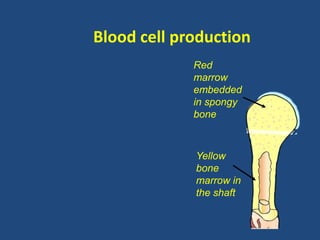 Blood cell production 
Red 
marrow 
embedded 
in spongy 
bone 
Yellow 
bone 
marrow in 
the shaft 
 