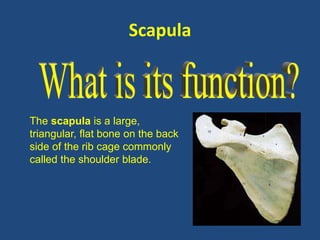 Scapula 
The scapula is a large, 
triangular, flat bone on the back 
side of the rib cage commonly 
called the shoulder blade. 
 