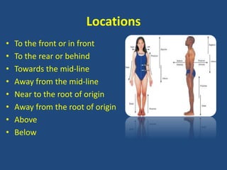 Locations 
• To the front or in front 
• To the rear or behind 
• Towards the mid-line 
• Away from the mid-line 
• Near to the root of origin 
• Away from the root of origin 
• Above 
• Below 
 