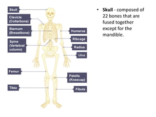 • Skull - composed of
22 bones that are
fused together
except for the
mandible.
 