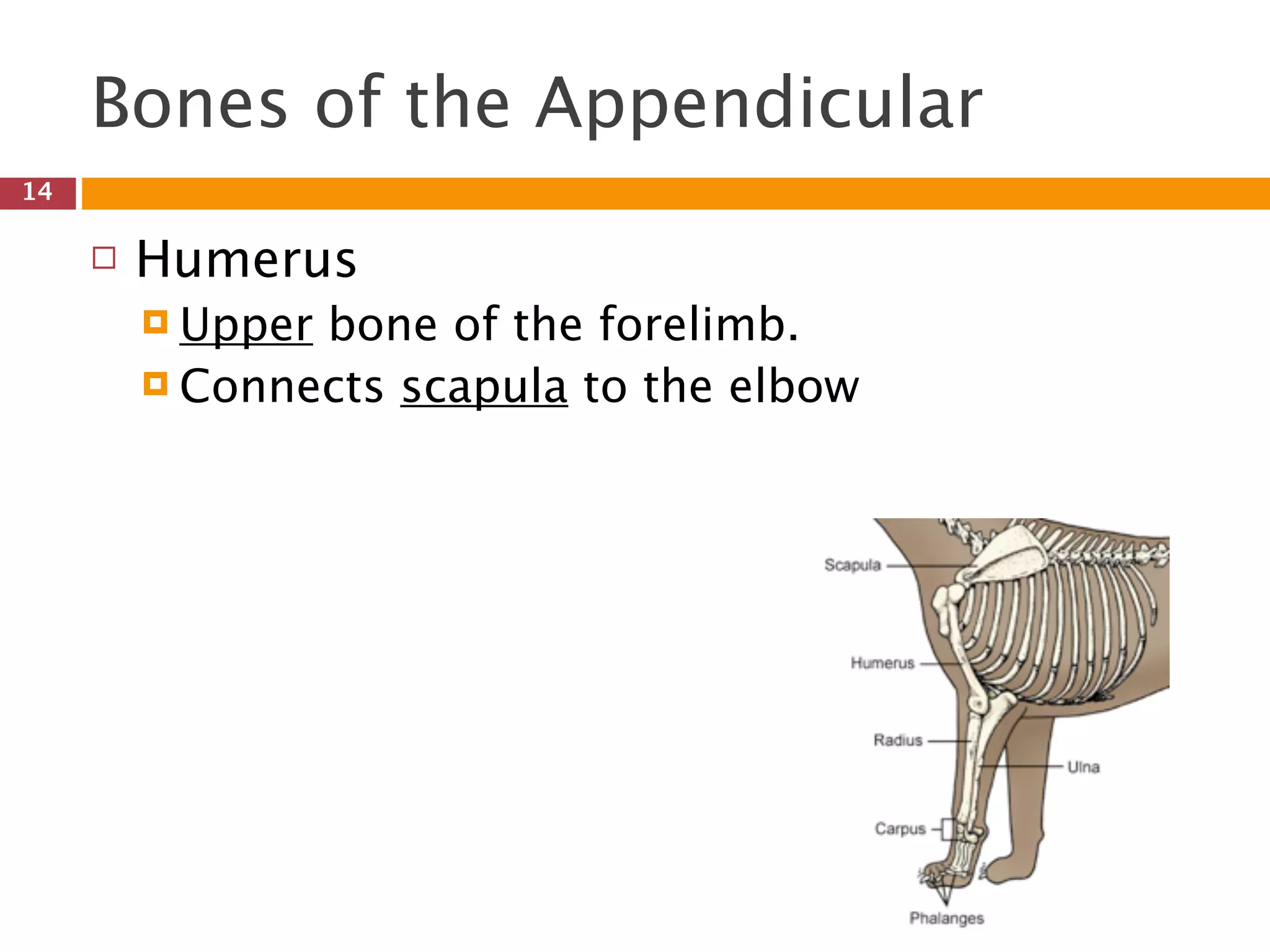 Skeletal System Introduction PPT skeletal-system-introduction-ppt