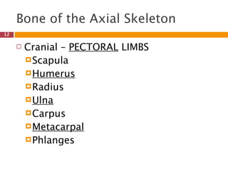 Bone of the Axial Skeleton
12

        Cranial – PECTORAL LIMBS
          Scapula
          Humerus
          Radius
          Ulna
          Carpus
          Metacarpal
          Phlanges
 