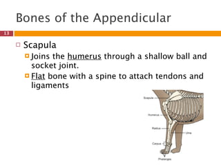 Bones of the Appendicular
13

        Scapula
          Joins the humerus through a shallow ball and
           socket joint.
          Flat bone with a spine to attach tendons and
           ligaments
 