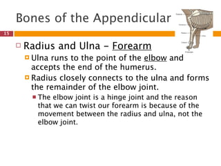 Bones of the Appendicular
15

        Radius and Ulna - Forearm
          Ulna runs to the point of the elbow and
           accepts the end of the humerus.
          Radius closely connects to the ulna and forms
           the remainder of the elbow joint.
           The  elbow joint is a hinge joint and the reason
            that we can twist our forearm is because of the
            movement between the radius and ulna, not the
            elbow joint.
 