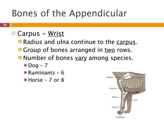 Bones of the Appendicular
16

        Carpus - Wrist
          Radiusand ulna continue to the carpus.
          Group of bones arranged in two rows.
          Number of bones vary among species.
           Dog –7
           Ruminants – 6
           Horse – 7 or 8
 