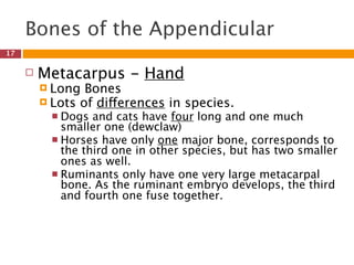 Bones of the Appendicular
17

        Metacarpus - Hand
          Long  Bones
          Lots of differences in species.
            Dogs  and cats have four long and one much
             smaller one (dewclaw)
            Horses have only one major bone, corresponds to
             the third one in other species, but has two smaller
             ones as well.
            Ruminants only have one very large metacarpal
             bone. As the ruminant embryo develops, the third
             and fourth one fuse together.
 