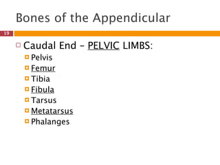 Bones of the Appendicular
19

        Caudal End – PELVIC LIMBS:
          Pelvis
   
   
   
          Femur
          Tibia
          Fibula
          Tarsus
          Metatarsus
          Phalanges
 