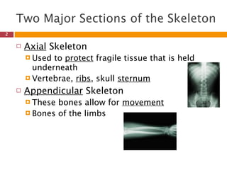 Two Major Sections of the Skeleton
2

       Axial Skeleton
         Used to protect fragile tissue that is held
          underneath
         Vertebrae, ribs, skull sternum

       Appendicular Skeleton
         These bones allow for movement
         Bones of the limbs
 