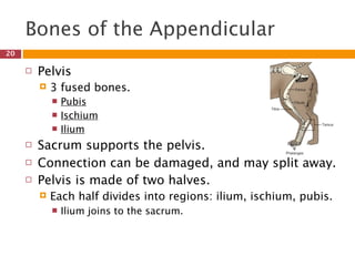 Bones of the Appendicular
20

        Pelvis
            3 fused bones.
                Pubis
                Ischium
                Ilium
        Sacrum supports the pelvis.
        Connection can be damaged, and may split away.
        Pelvis is made of two halves.
            Each half divides into regions: ilium, ischium, pubis.
                Ilium joins to the sacrum.
 