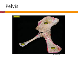Pelvis
21




              10/13/10
 