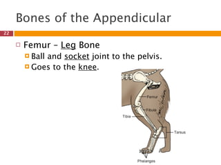 Bones of the Appendicular
22

        Femur – Leg Bone
          Ball
              and socket joint to the pelvis.
          Goes to the knee.
 