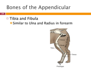 Bones of the Appendicular
24

        Tibia and Fibula
          Similar   to Ulna and Radius in forearm
 