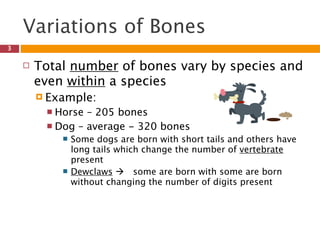 Variations of Bones
3

       Total number of bones vary by species and
        even within a species
         Example:
          Horse – 205 bones
          Dog – average - 320 bones
               Some dogs are born with short tails and others have
                long tails which change the number of vertebrate
                present
               Dewclaws  some are born with some are born
                without changing the number of digits present
 
