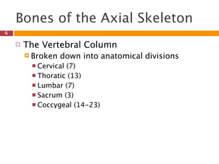 Bones of the Axial Skeleton
6

       The Vertebral Column
         Broken   down into anatomical divisions
          Cervical(7)
          Thoratic (13)
          Lumbar (7)
          Sacrum (3)
          Coccygeal (14-23)
 