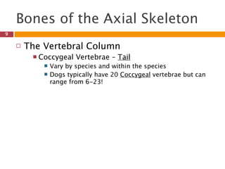Bones of the Axial Skeleton
9

       The Vertebral Column
          Coccygeal    Vertebrae – Tail
               Vary by species and within the species
               Dogs typically have 20 Coccygeal vertebrae but can
                range from 6-23!
 