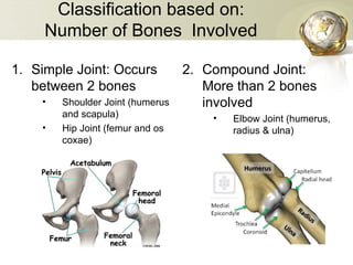 POWER POINT PRESENTATION ON SKELETAL SYSTEM | PPT
