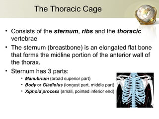 skeletal system new, Axial and Appendicular | PPT