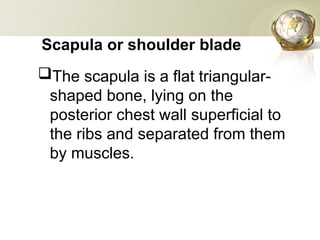 skeletal system new, Axial and Appendicular | PPT
