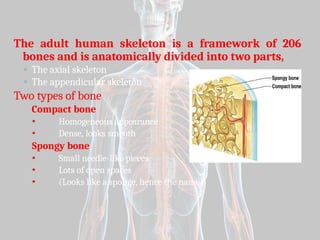 Skeletal system with easy basic concepts | PPTX