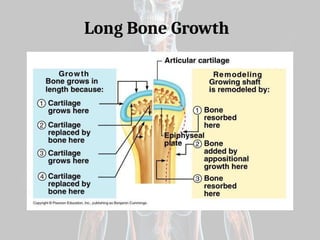Skeletal system with easy basic concepts | PPTX