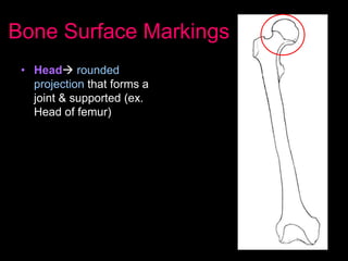 Skeletal System Notes | PPTX