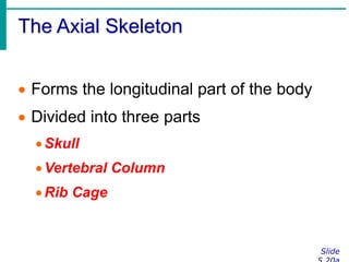 The Axial Skeleton
Slide
 Forms the longitudinal part of the body
 Divided into three parts
Skull
Vertebral Column
Rib Cage
 