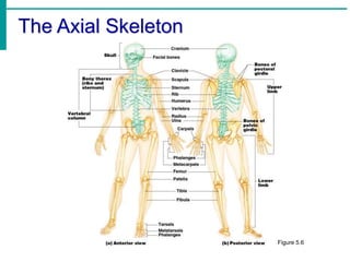 The Axial Skeleton
Figure 5.6
 