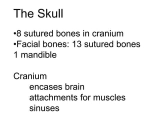 The Skull
•8 sutured bones in cranium
•Facial bones: 13 sutured bones
1 mandible
Cranium
encases brain
attachments for muscles
sinuses
 