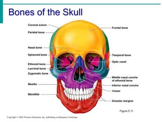 Bones of the Skull
Copyright © 2003 Pearson Education, Inc. publishing as Benjamin Cummings
Figure 5.11
 