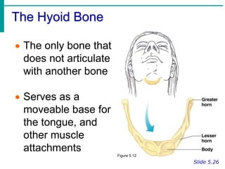 The Hyoid Bone
Slide 5.26
 The only bone that
does not articulate
with another bone
 Serves as a
moveable base for
the tongue, and
other muscle
attachments
Figure 5.12
 