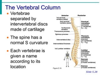 The Vertebral Column
Slide 5.28
 Vertebrae
separated by
intervertebral discs
made of cartilage
 The spine has a
normal S curvature
 Each vertebrae is
given a name
according to its
location Figure 5.14
 