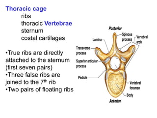 Thoracic cage
ribs
thoracic Vertebrae
sternum
costal cartilages
•True ribs are directly
attached to the sternum
(first seven pairs)
•Three false ribs are
joined to the 7th rib
•Two pairs of floating ribs
 