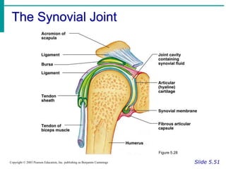 The Synovial Joint
Slide 5.51
Copyright © 2003 Pearson Education, Inc. publishing as Benjamin Cummings
Figure 5.28
 