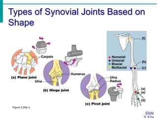 Types of Synovial Joints Based on
Shape
Slide
Figure 5.29a–c
 