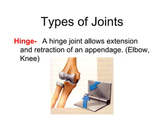 Types of Joints
Hinge- A hinge joint allows extension
and retraction of an appendage. (Elbow,
Knee)
 