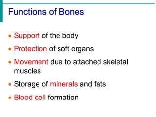 Functions of Bones
 Support of the body
 Protection of soft organs
 Movement due to attached skeletal
muscles
 Storage of minerals and fats
 Blood cell formation
 