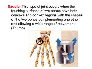 Saddle- This type of joint occurs when the
touching surfaces of two bones have both
concave and convex regions with the shapes
of the two bones complementing one other
and allowing a wide range of movement.
(Thumb)
 