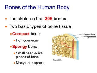 Bones of the Human Body
 The skeleton has 206 bones
 Two basic types of bone tissue
Compact bone
 Homogeneous
Spongy bone
 Small needle-like
pieces of bone
 Many open spaces
Figure 5.2b
 