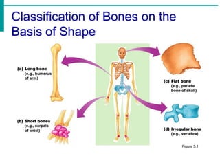 Classification of Bones on the
Basis of Shape
Figure 5.1
 