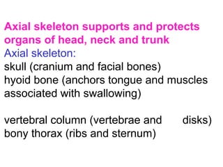 Axial skeleton supports and protects
organs of head, neck and trunk
Axial skeleton:
skull (cranium and facial bones)
hyoid bone (anchors tongue and muscles
associated with swallowing)
vertebral column (vertebrae and disks)
bony thorax (ribs and sternum)
 