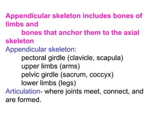 Appendicular skeleton includes bones of
limbs and
bones that anchor them to the axial
skeleton
Appendicular skeleton:
pectoral girdle (clavicle, scapula)
upper limbs (arms)
pelvic girdle (sacrum, coccyx)
lower limbs (legs)
Articulation- where joints meet, connect, and
are formed.
 