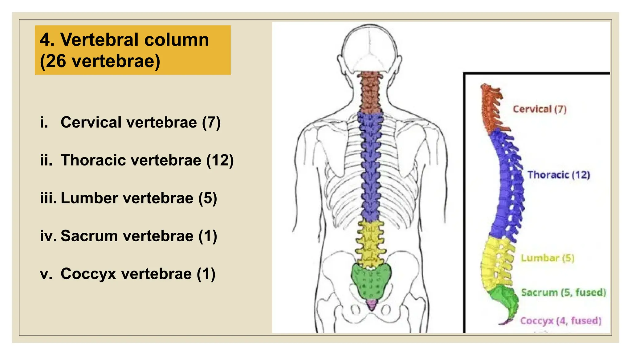 4. Vertebral column
(26 vertebrae)
i. Cervical vertebrae (7)
ii. Thoracic vertebrae (12)
iii. Lumber vertebrae (5)
iv. Sacrum vertebrae (1)
v. Coccyx vertebrae (1)
 